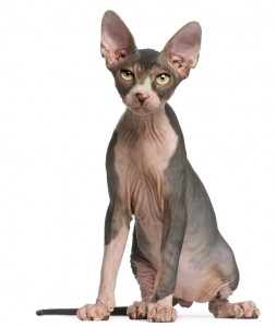 Author photo of Giguhl the demon sidekick to Sabina Kane. The photo shows a sphynx cat with green eyes..